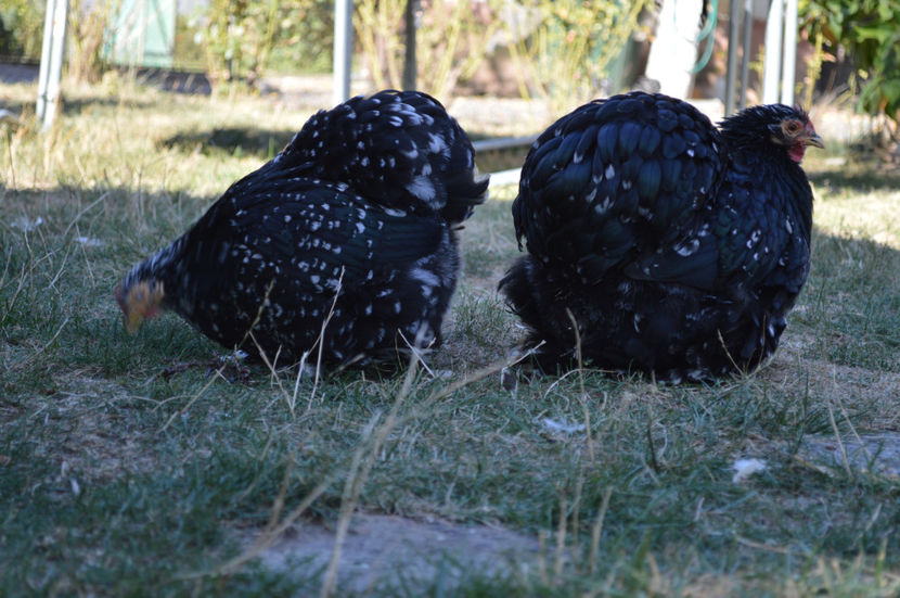  - COCHINCHINA PITIC 2019