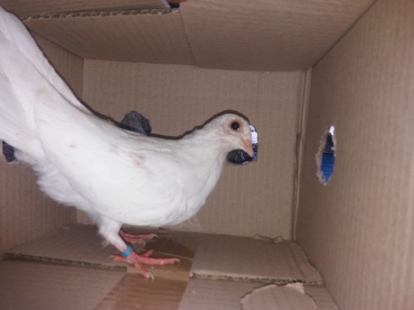 7169  femelă  2019 - Plecați ALBUM 2