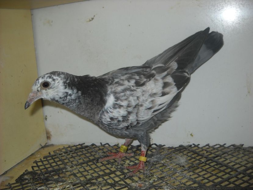  - UNDEVA IN SUCEAVA arhiva