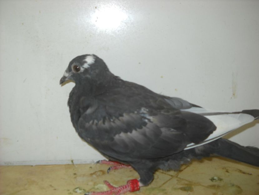  - UNDEVA IN SUCEAVA arhiva