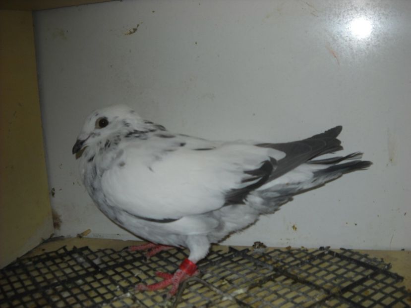  - UNDEVA IN SUCEAVA arhiva