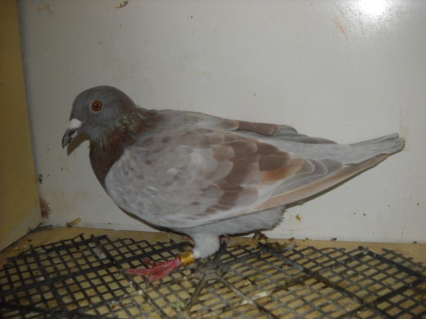  - UNDEVA IN SUCEAVA arhiva