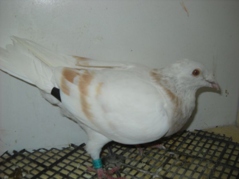  - UNDEVA IN SUCEAVA arhiva