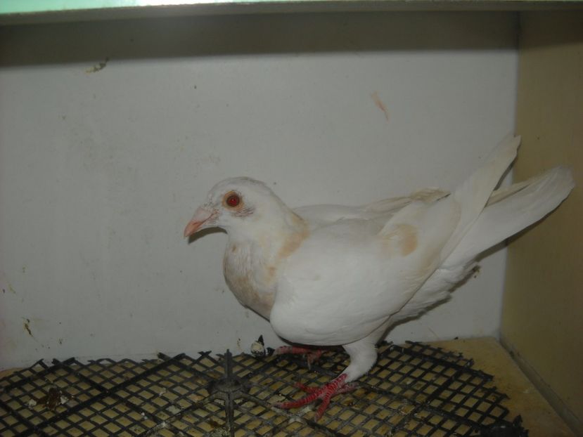  - UNDEVA IN SUCEAVA arhiva