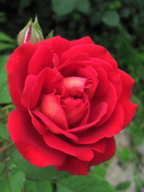 rosier-generosa-l-ami-des-jardins- - L AMI DE JARDIN