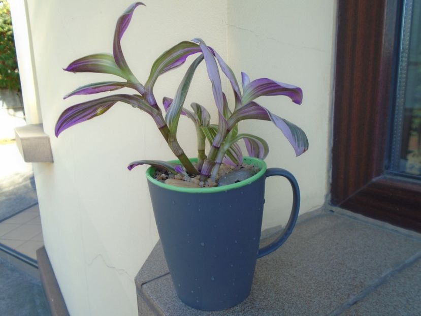Tradescantia cv Nanouk - Toamna 2018-2019