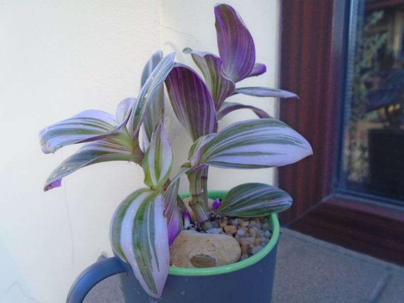 Tradescantia cv Nanouk - Toamna 2018-2019