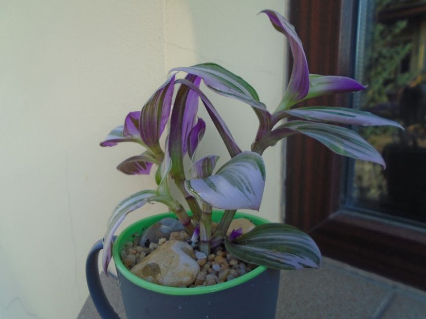 Tradescantia cv Nanouk - Toamna 2018-2019