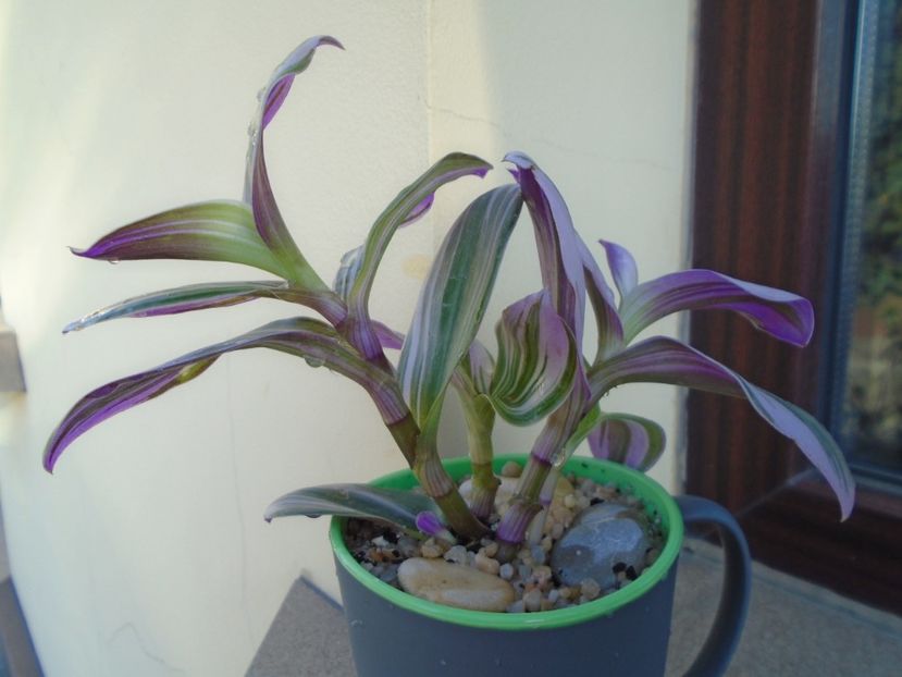 Tradescantia cv Nanouk - Toamna 2018-2019