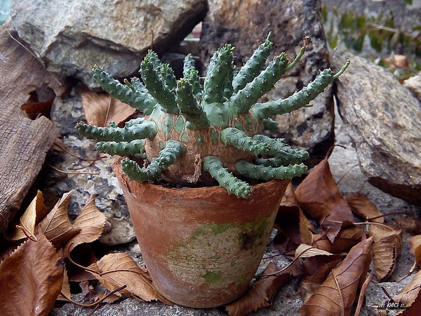 Euphorbia fusca - Whish list pentru viata urmatoare1