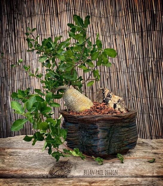 Fockea edulis - Vase - aranjamente - accesorii