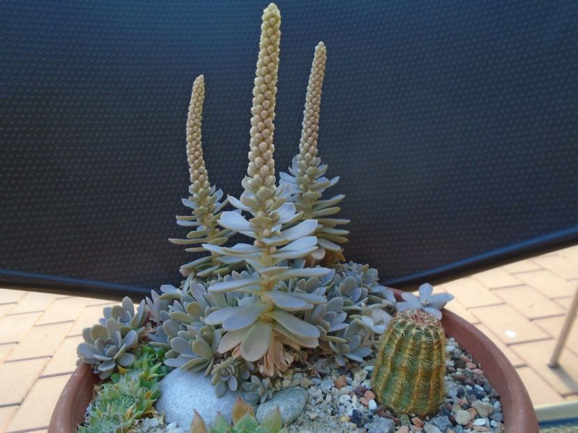 Orostachys iwarenge (Chinese dunce cap), inflorescenta - Suculente 2019
