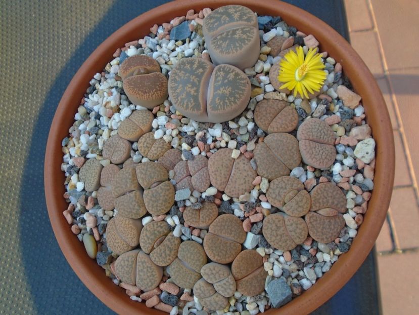 Lithops - Suculente 2019