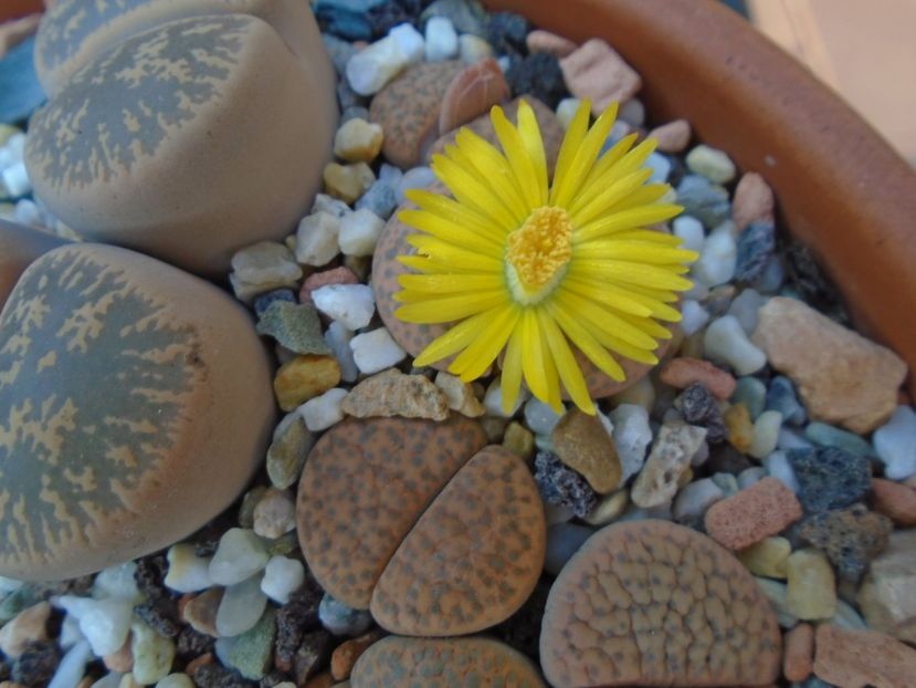 Lithops - Suculente 2019
