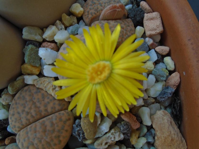 Lithops - Suculente 2019