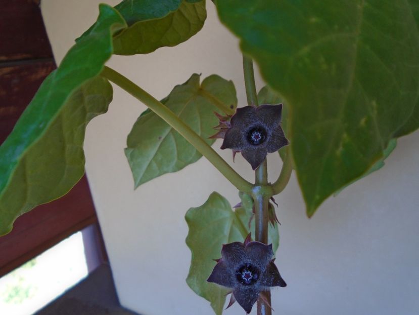 Matelea cyclophylla - Caudiciforme si bulbi 2019 bis