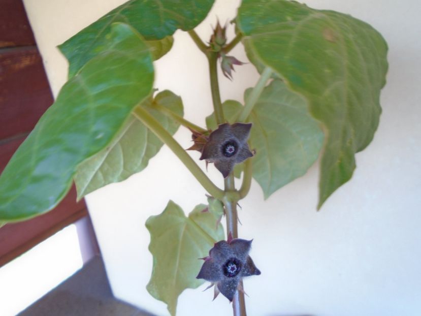 Matelea cyclophylla - Caudiciforme si bulbi 2019 bis