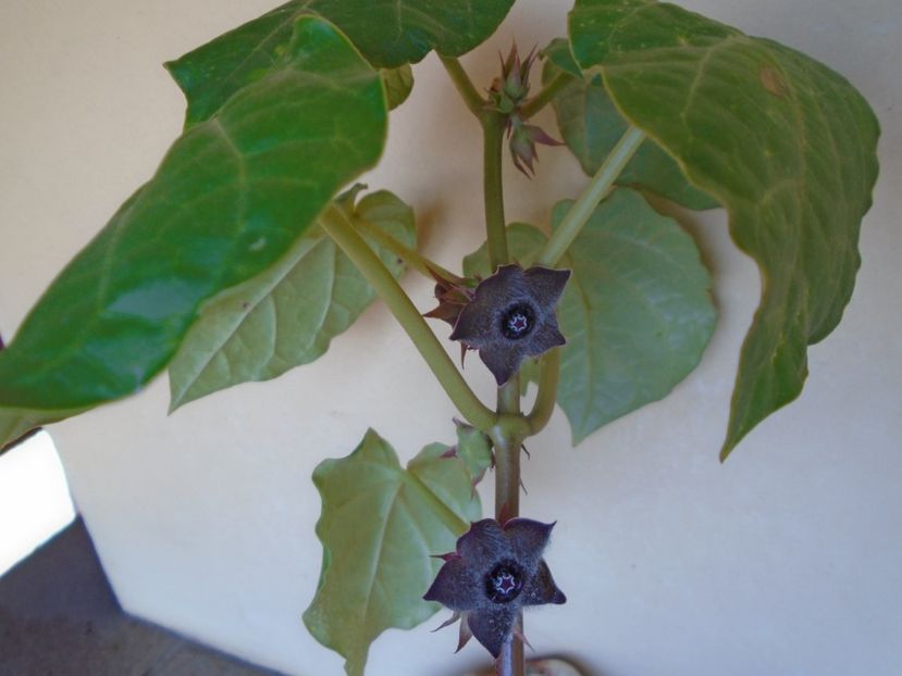 Matelea cyclophylla - Caudiciforme si bulbi 2019 bis