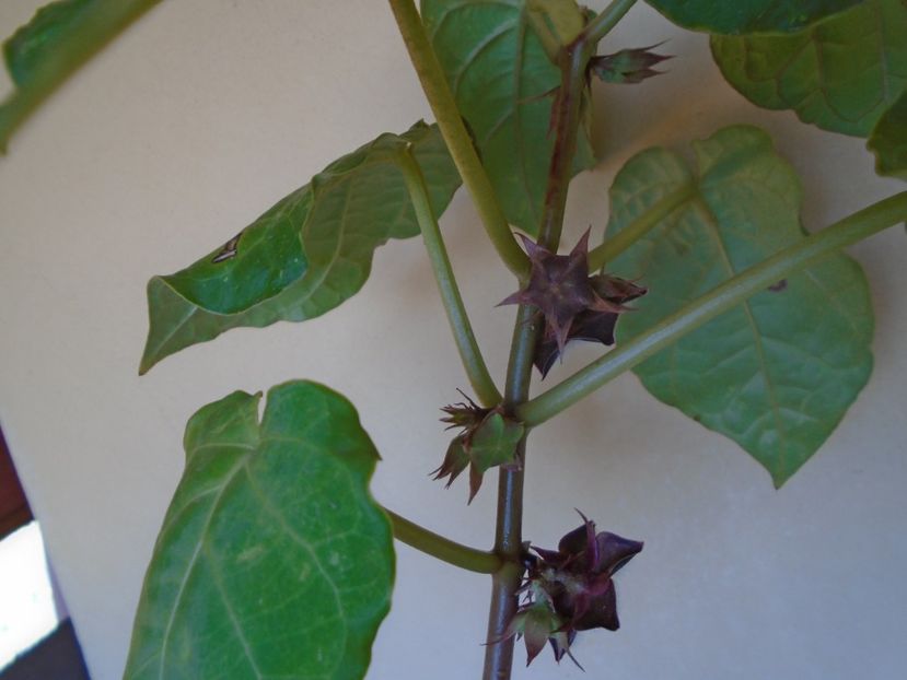 Matelea cyclophylla - Caudiciforme si bulbi 2019 bis