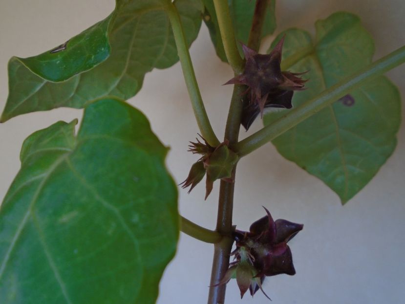 Matelea cyclophylla - Caudiciforme si bulbi 2019 bis