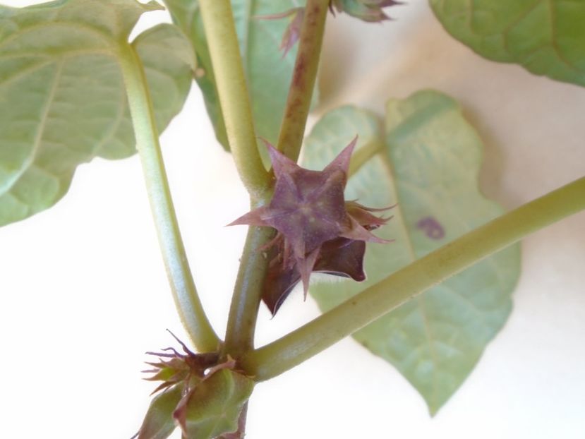 Matelea cyclophylla - Caudiciforme si bulbi 2019 bis