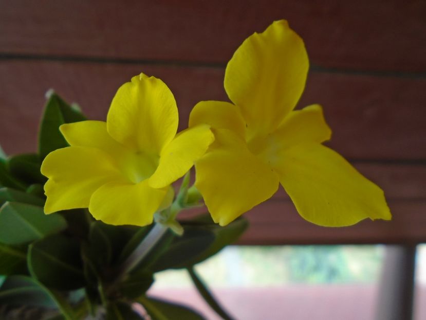 Pachyipodium brevicaule (altoit pe Pachypodium saundersii) - Caudiciforme si bulbi 2019 bis