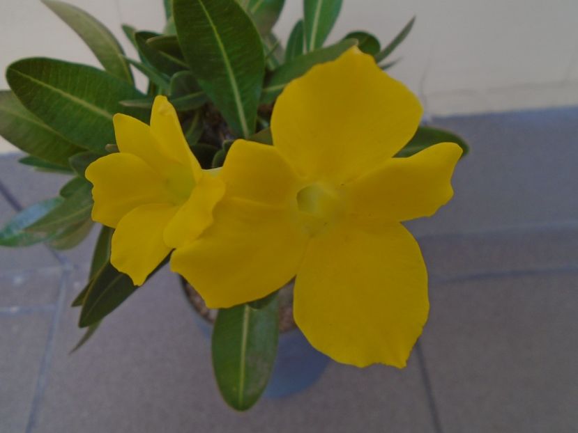 Pachyipodium brevicaule (altoit pe Pachypodium saundersii) - Caudiciforme si bulbi 2019 bis