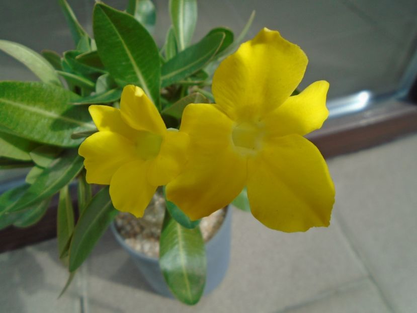 Pachyipodium brevicaule (altoit pe Pachypodium saundersii) - Caudiciforme si bulbi 2019 bis