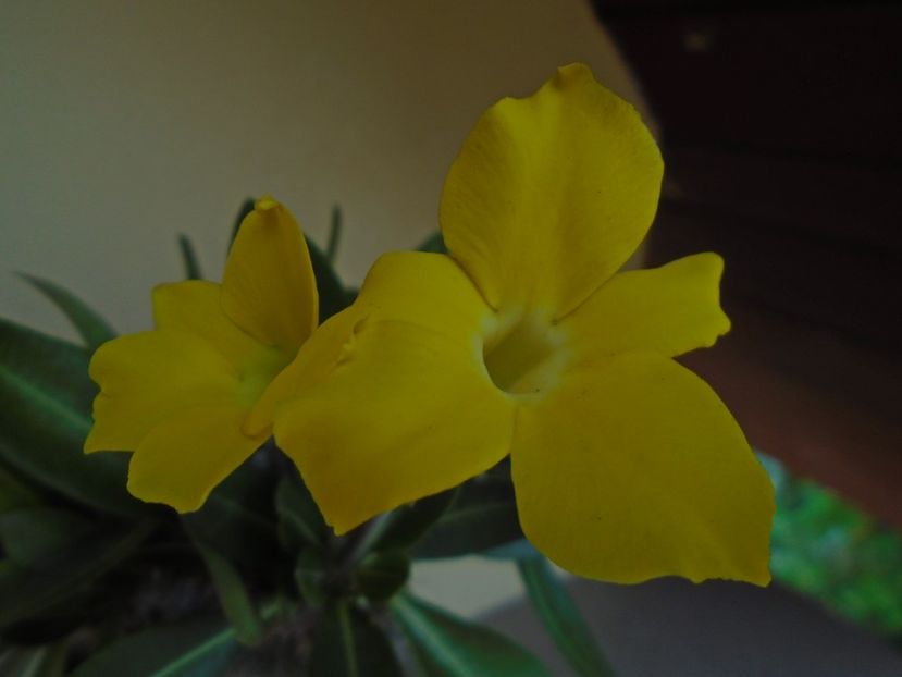 Pachyipodium brevicaule (altoit pe Pachypodium saundersii) - Caudiciforme si bulbi 2019 bis