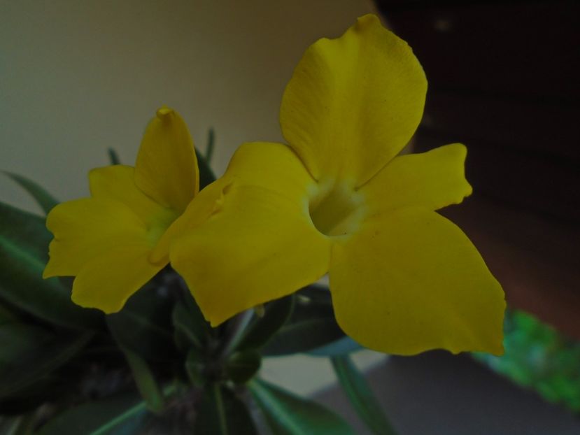 Pachyipodium brevicaule (altoit pe Pachypodium saundersii) - Caudiciforme si bulbi 2019 bis