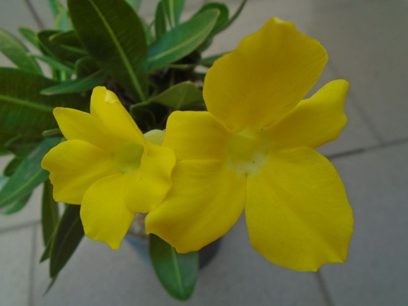 Pachyipodium brevicaule (altoit pe Pachypodium saundersii) - Caudiciforme si bulbi 2019 bis
