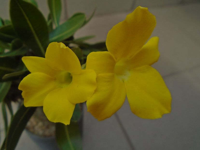 Pachyipodium brevicaule (altoit pe Pachypodium saundersii) - Caudiciforme si bulbi 2019 bis