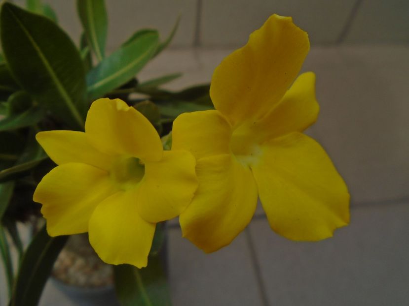Pachyipodium brevicaule (altoit pe Pachypodium saundersii) - Caudiciforme si bulbi 2019 bis
