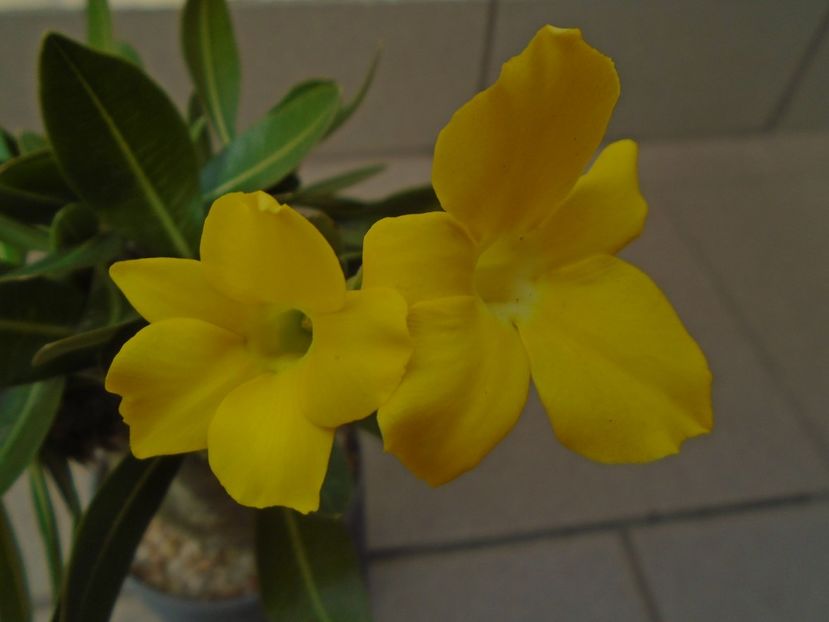Pachyipodium brevicaule (altoit pe Pachypodium saundersii) - Caudiciforme si bulbi 2019 bis