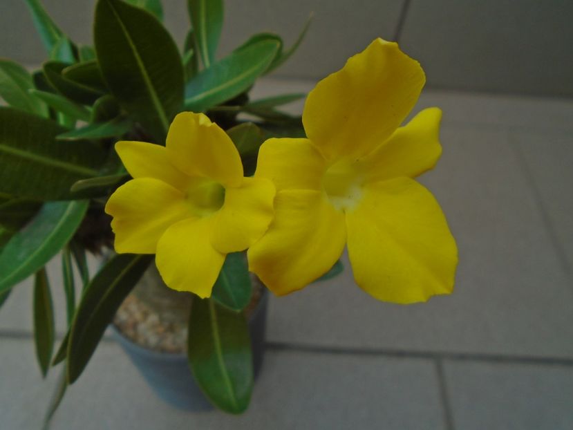 Pachyipodium brevicaule (altoit pe Pachypodium saundersii) - Caudiciforme si bulbi 2019 bis