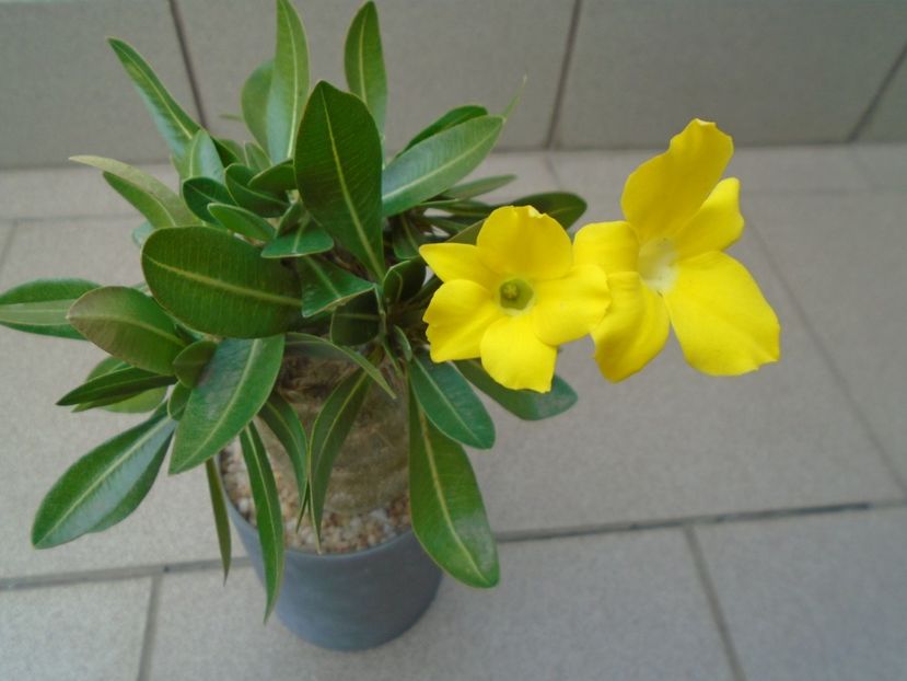 Pachyipodium brevicaule (altoit pe Pachypodium saundersii) - Caudiciforme si bulbi 2019 bis