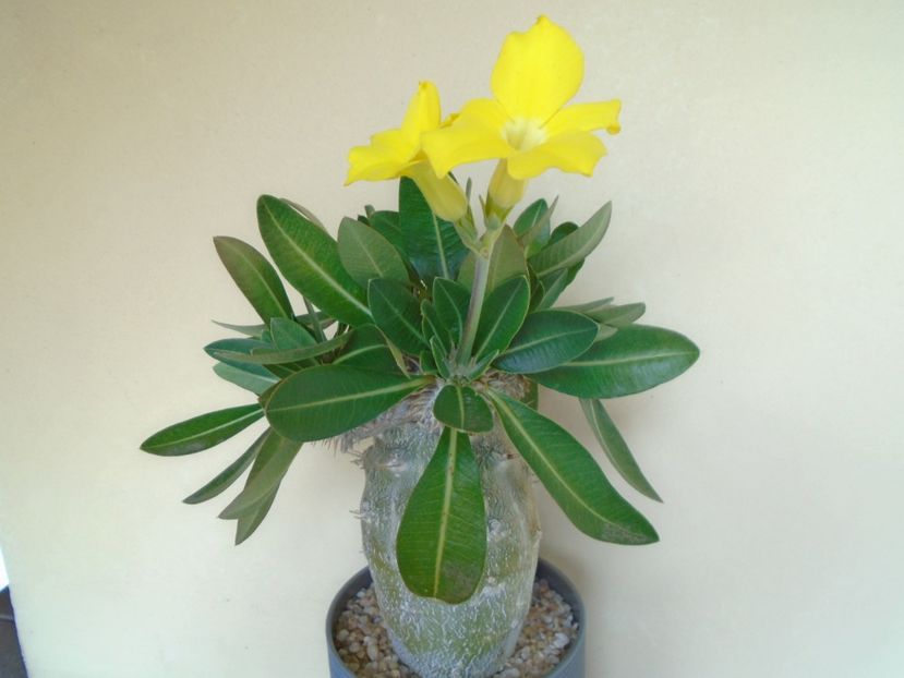 Pachyipodium brevicaule (altoit pe Pachypodium saundersii) - Caudiciforme si bulbi 2019 bis
