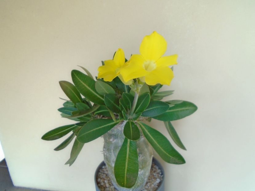 Pachyipodium brevicaule (altoit pe Pachypodium saundersii) - Caudiciforme si bulbi 2019 bis