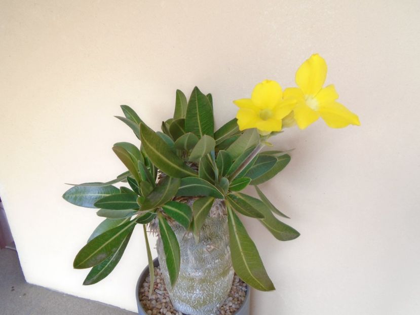 Pachyipodium brevicaule (altoit pe Pachypodium saundersii) - Caudiciforme si bulbi 2019 bis