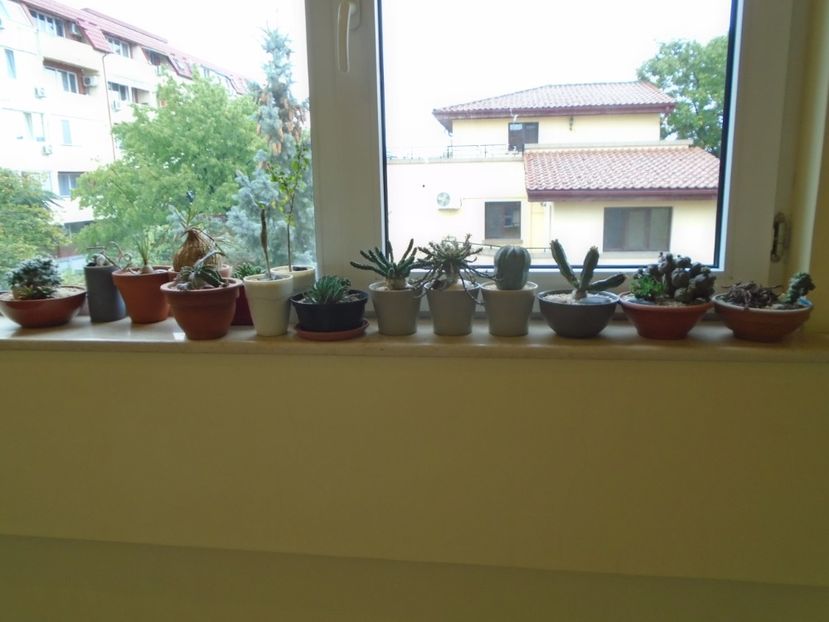 03 oct. 2019 - Euphorbii cu sau fara caudex - inceputul perioadei de repaus - Caudiciforme si bulbi 2019 bis