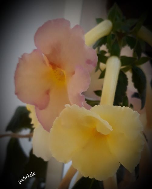  - Yellow English Rose