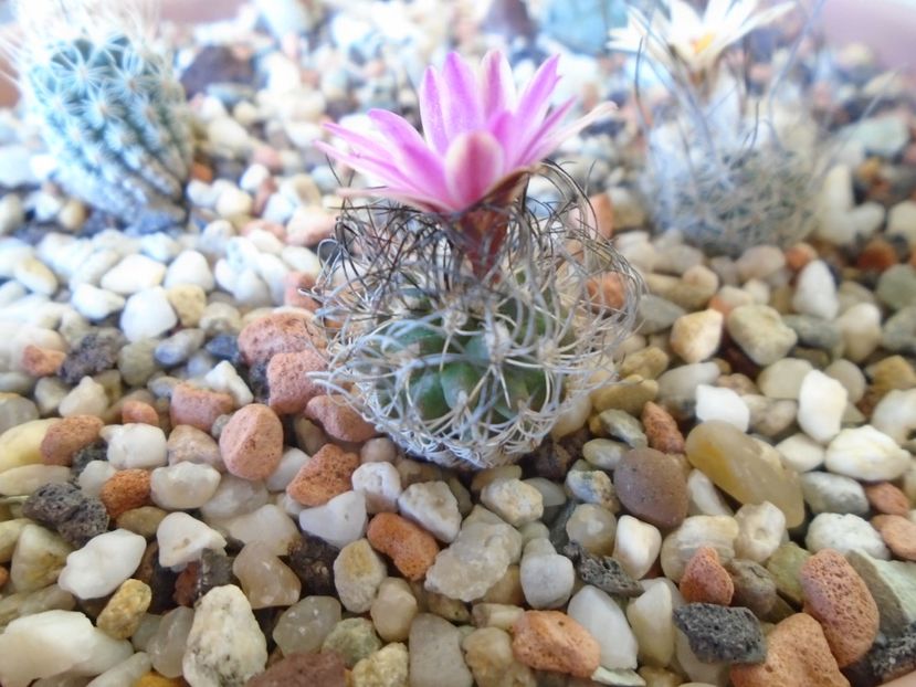 Turbinicarpus lausseri - Cactusi 2019 bis bis