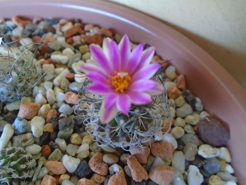 Turbinicarpus lausseri - Cactusi 2019 bis bis