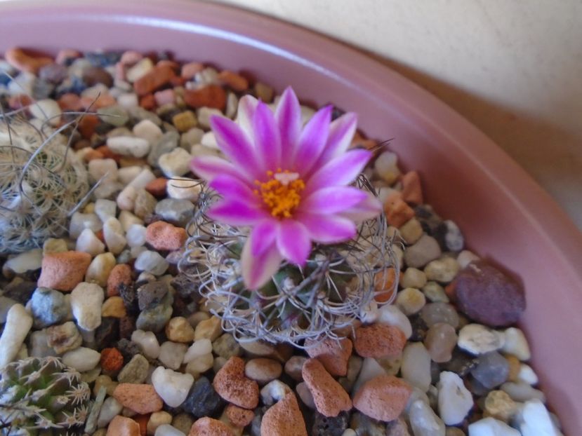 Turbinicarpus lausseri - Cactusi 2019 bis bis