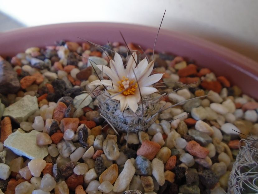 Turbinicarpus dickinsoniae - Cactusi 2019 bis bis