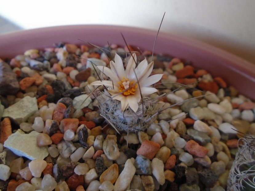 Turbinicarpus dickinsoniae - Cactusi 2019 bis bis