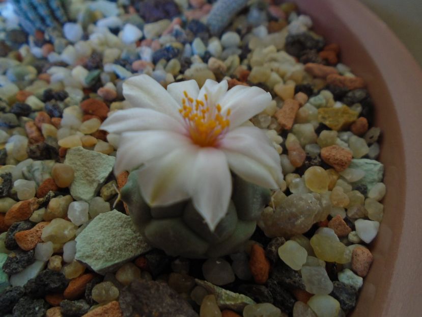 Turbinicarpus lophophoroides - Cactusi 2019 bis bis