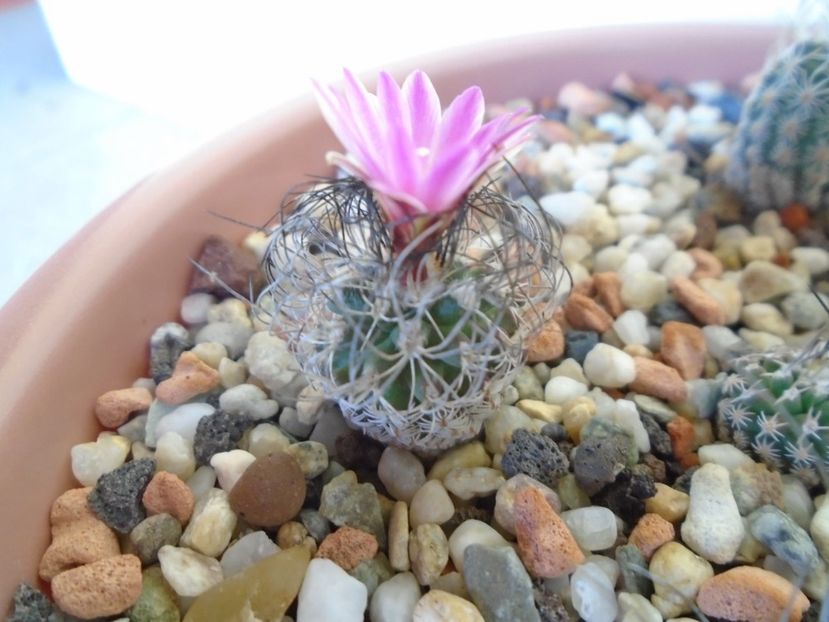 Turbinicarpus lausseri - Cactusi 2019 bis bis