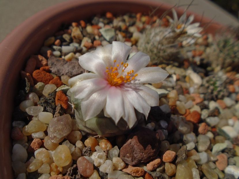 Turbinicarpus lophophoroides - Cactusi 2019 bis bis