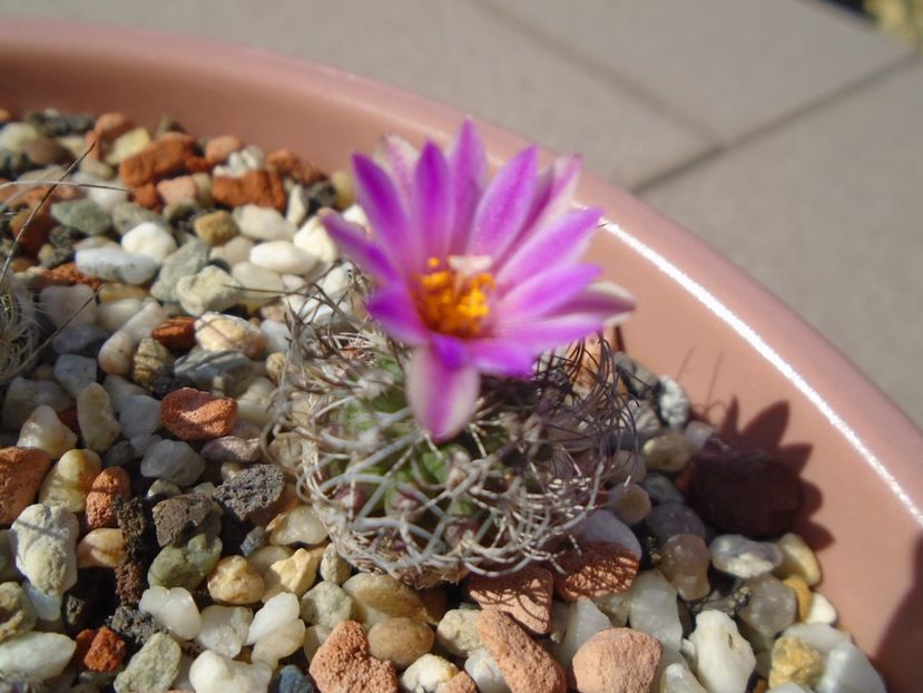 Turbinicarpus lausseri - Cactusi 2019 bis bis